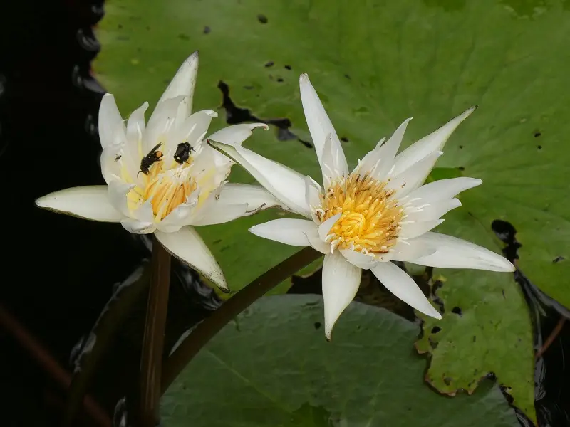 P1012166.JPG