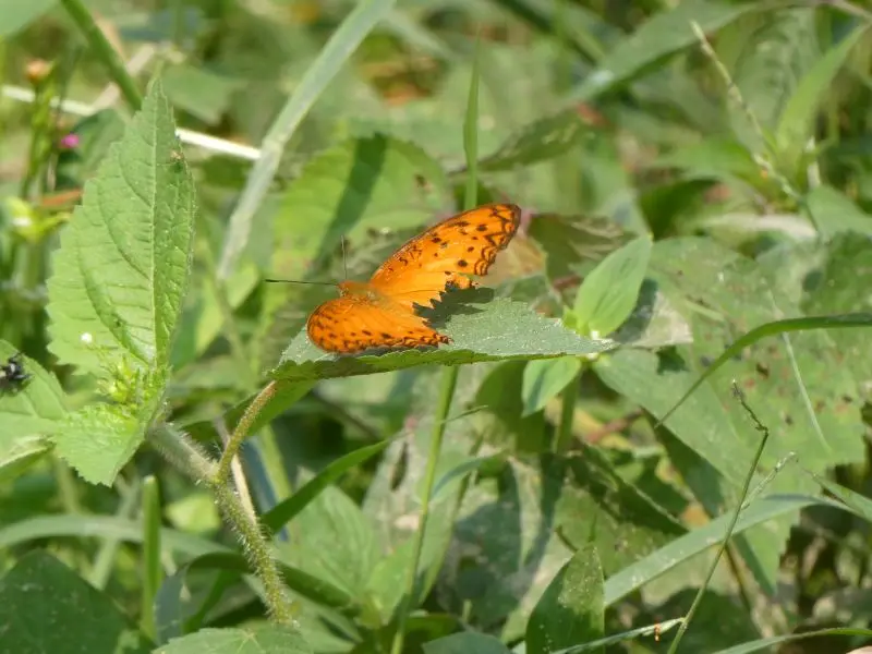 P1015133.JPG