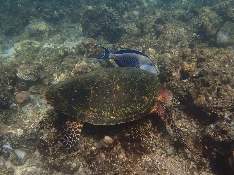 P1130185.JPG