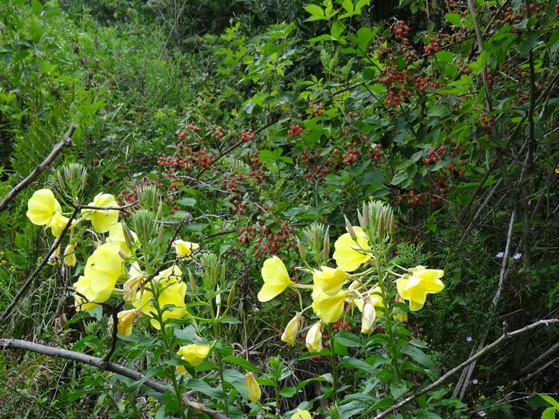 h2484711.JPG
