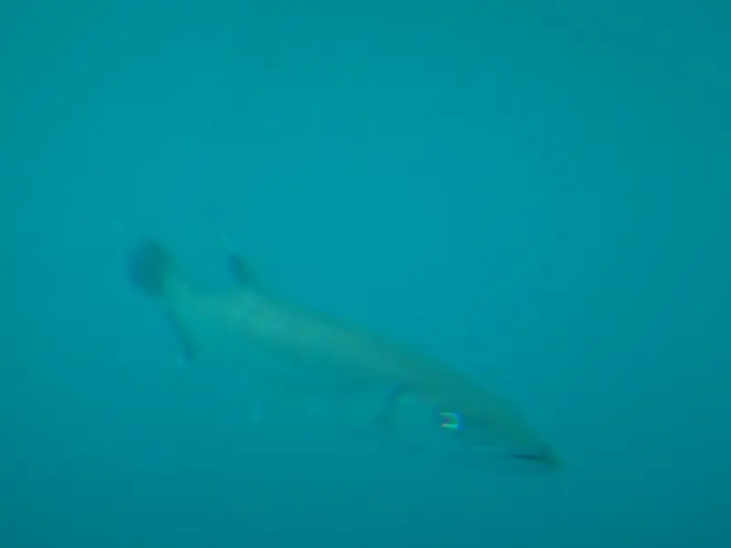 hc545dc4.JPG
