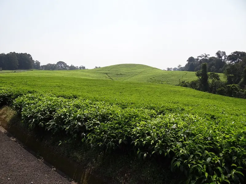 hea86a96.JPG