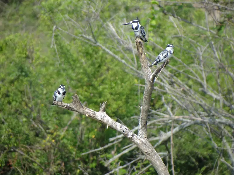 hf2865ca.JPG