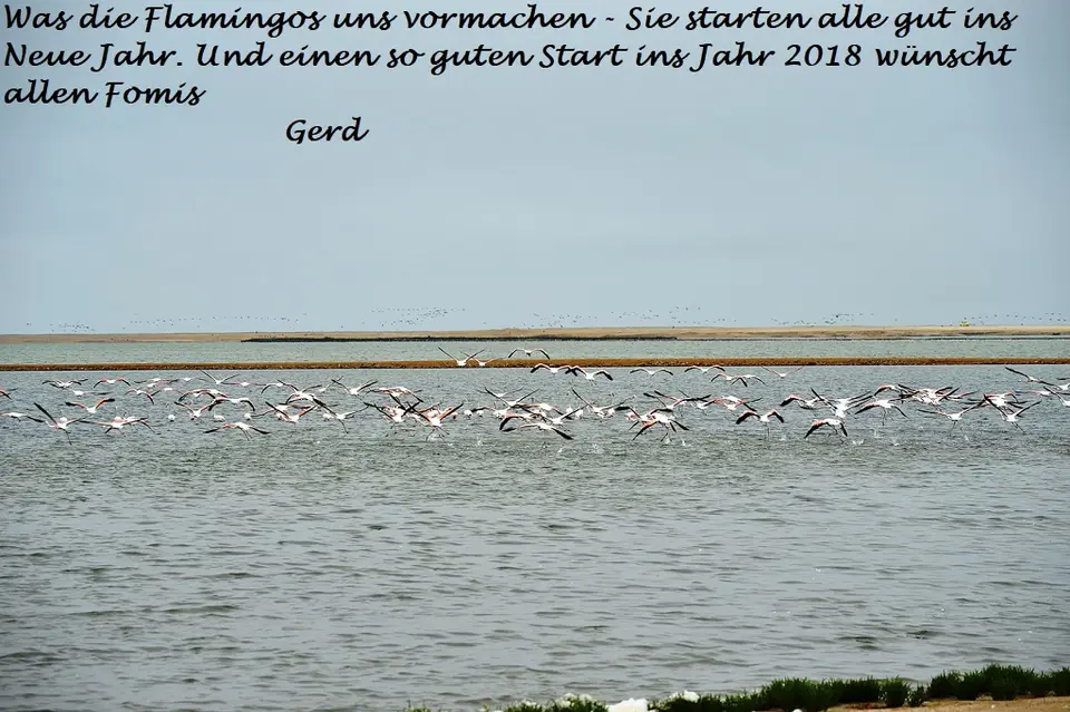FlamingosbeimStart.jpg