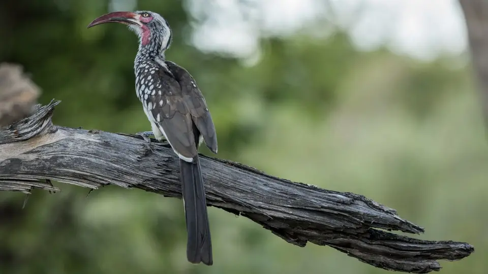 6EFC01B5-E796-4185-8732-EC6C0792E9EF.jpeg
