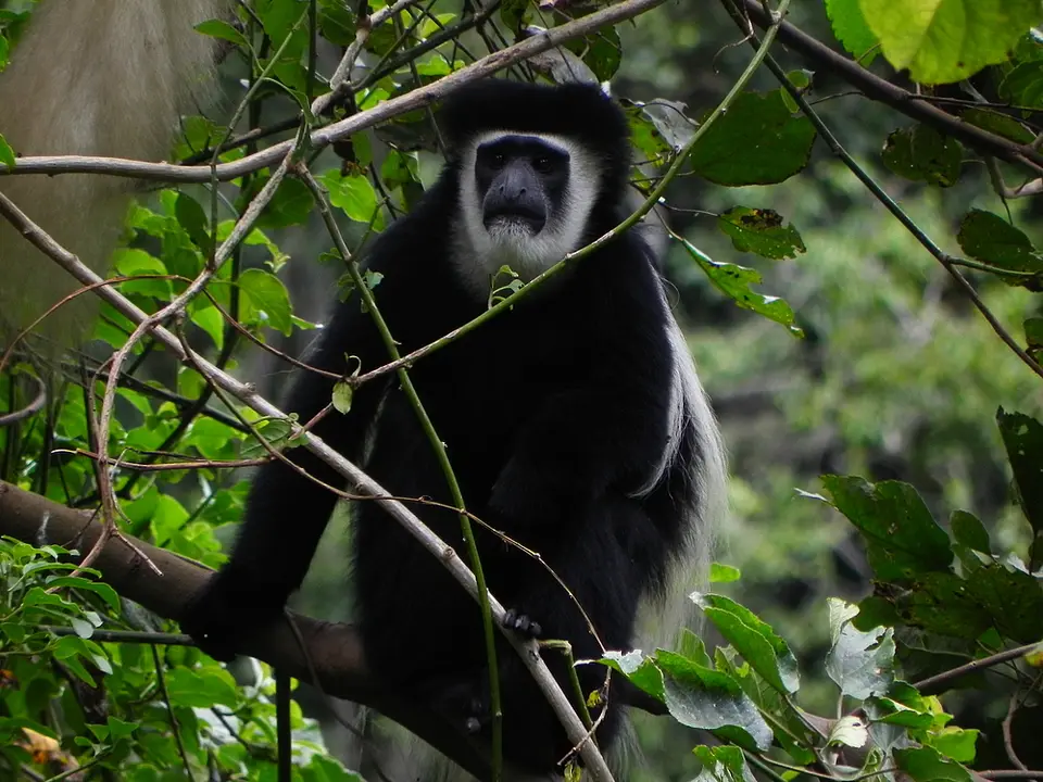 004Colobus.jpg