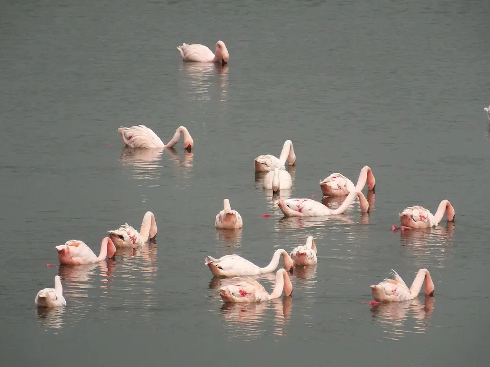 006FlamingosArushaNP1.jpg