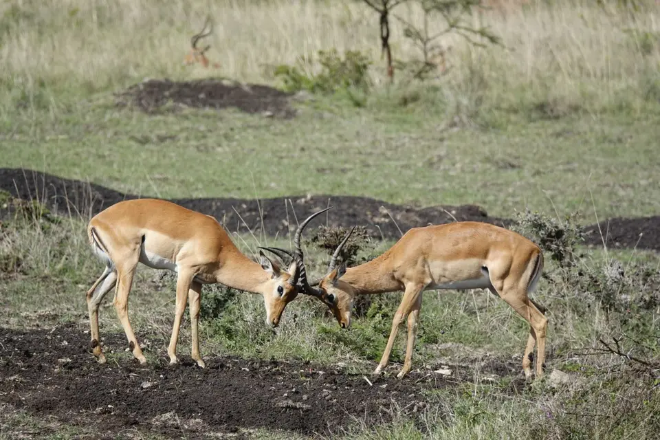 008kämpfendeImpala.JPG
