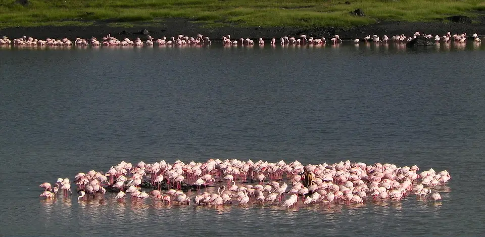 009Flamingos.jpg