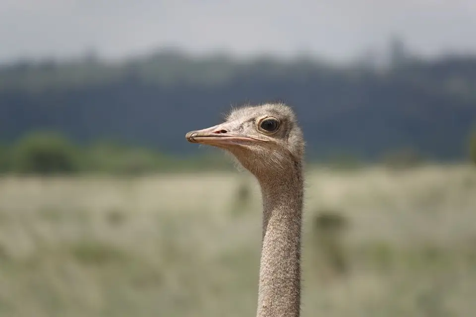 010PortraitStrauß.JPG