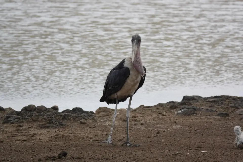 018Marabu.JPG