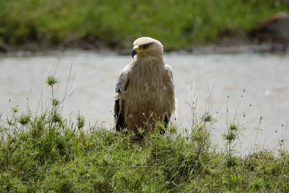 019Greifvogel.JPG