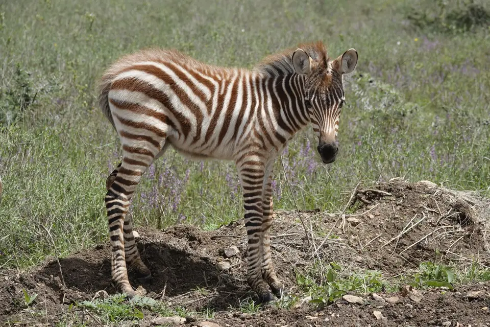 021Zebrababy.JPG