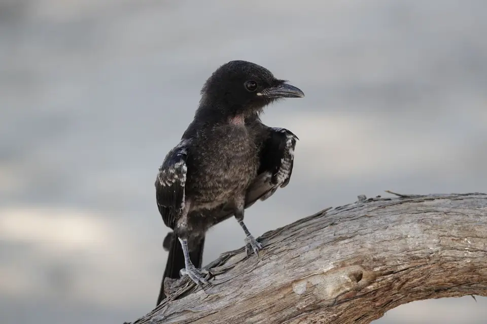 021gerupfterVogel.jpg