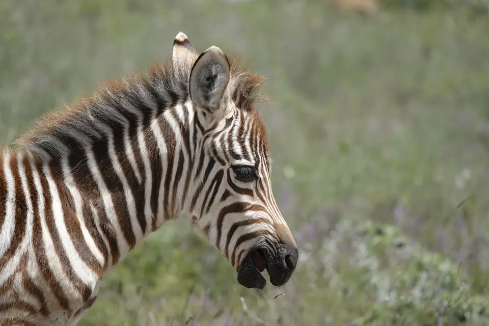 022ZebrababyPortrait.JPG