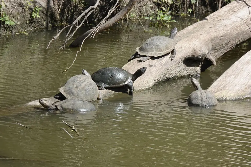026Waserschildkröten.JPG
