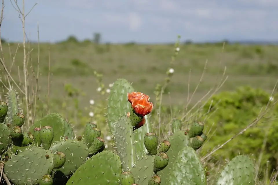 027Kaktusblüte.JPG