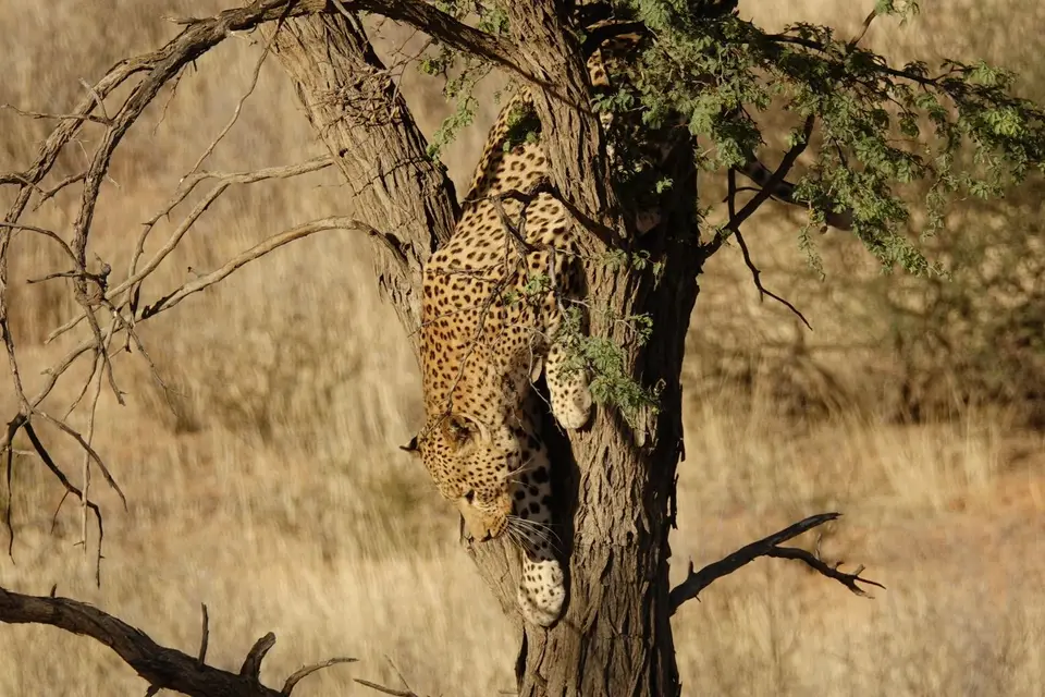034LeopardspringtausBaum.jpg