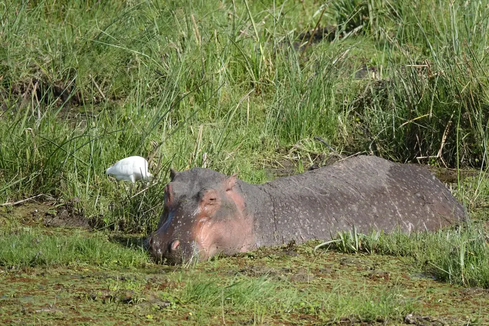 039Hippo.JPG