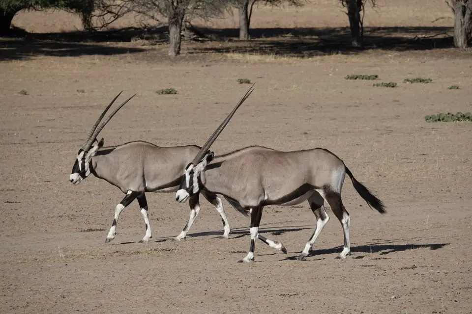 048zweiOryx.jpg