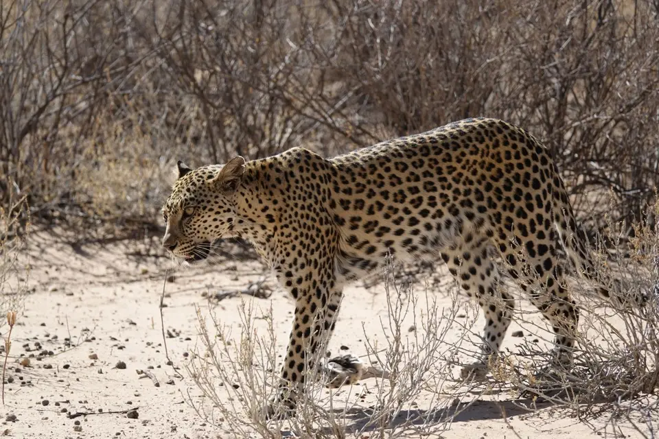 053Leopard3.jpg