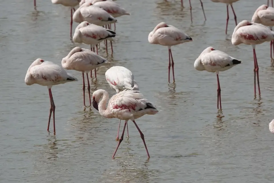 055Flamingos.JPG