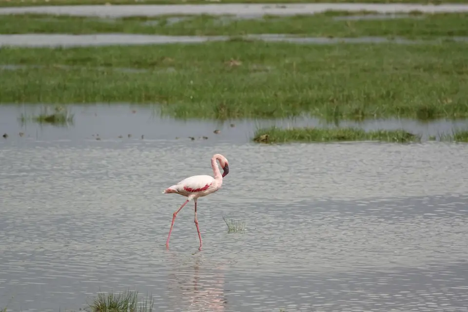 056Flamingo.JPG