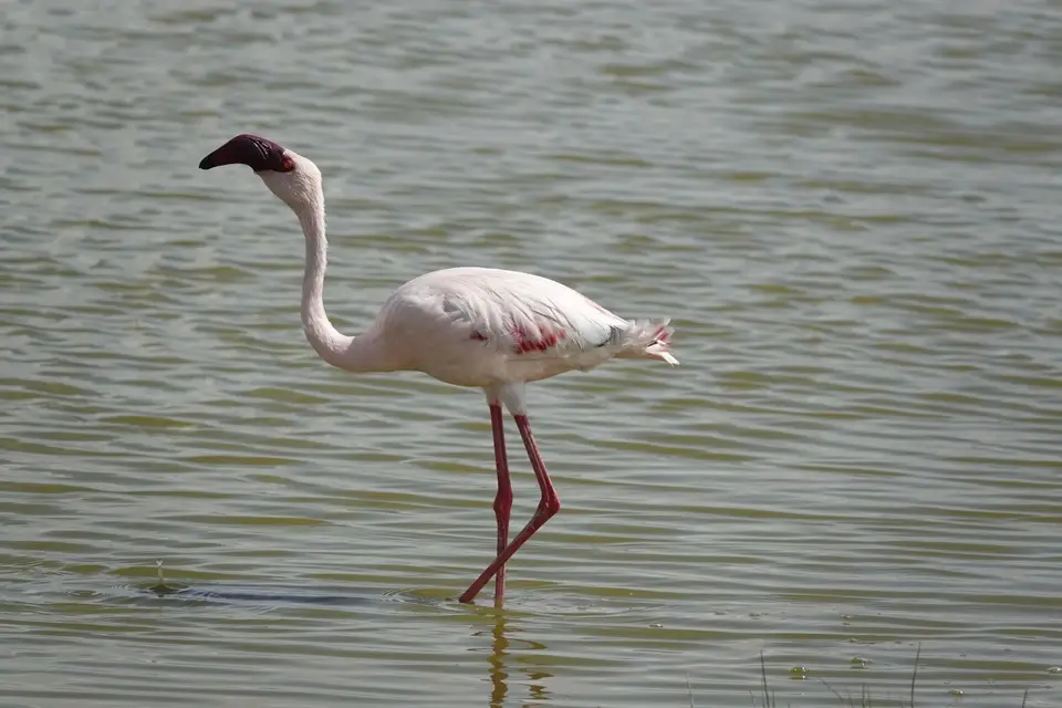 057Flamingo.JPG
