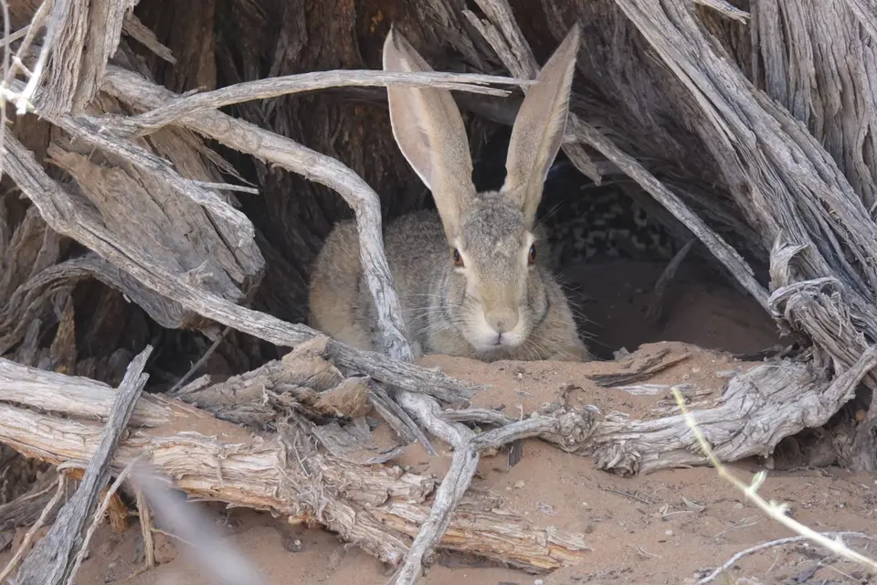 057Hase.jpg
