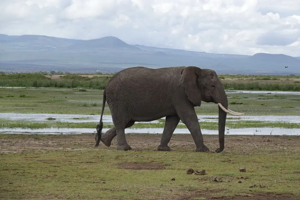 060Elefant.JPG