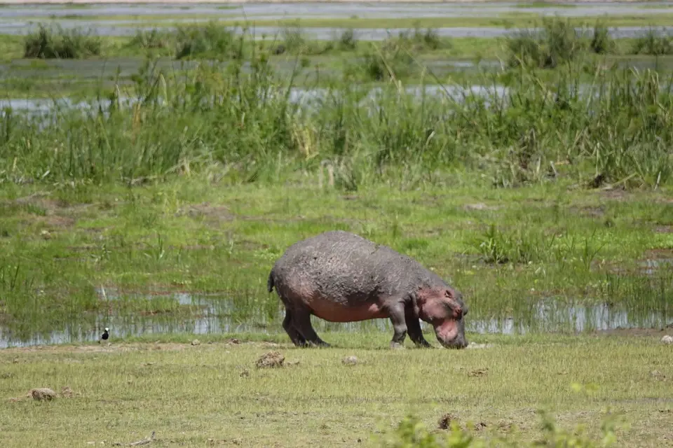 062Hippo.JPG