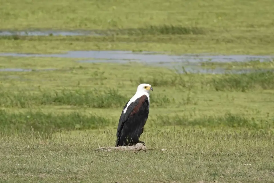 068Seeadler.JPG