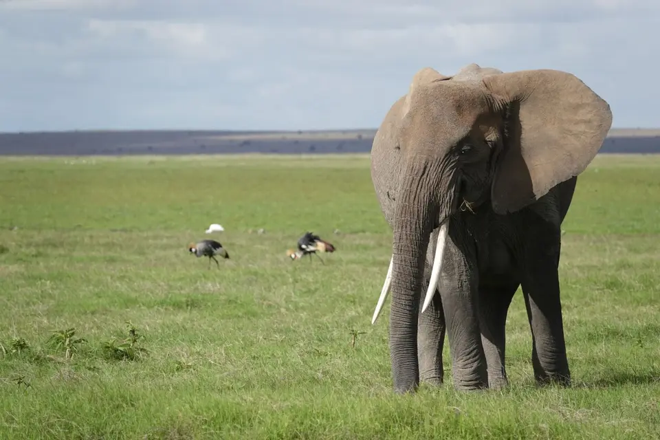 075Elefant.JPG