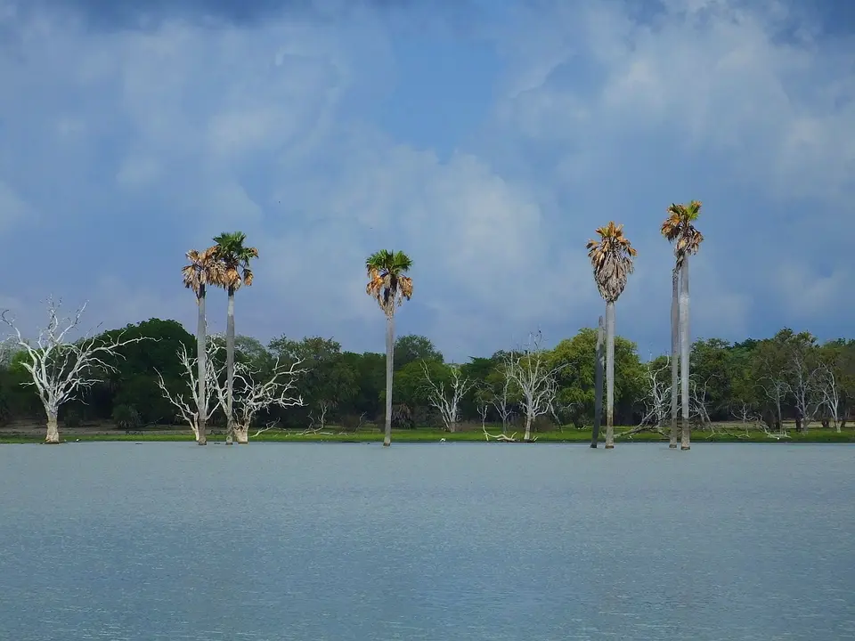 075PalmenimWasser.jpg