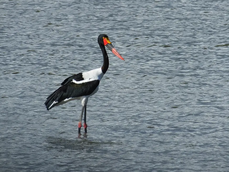 081Sattelstorch.jpg