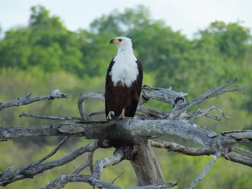 084Seeadler.jpg