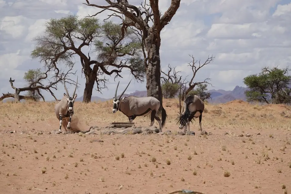 086OryxamWasserloch1.jpg