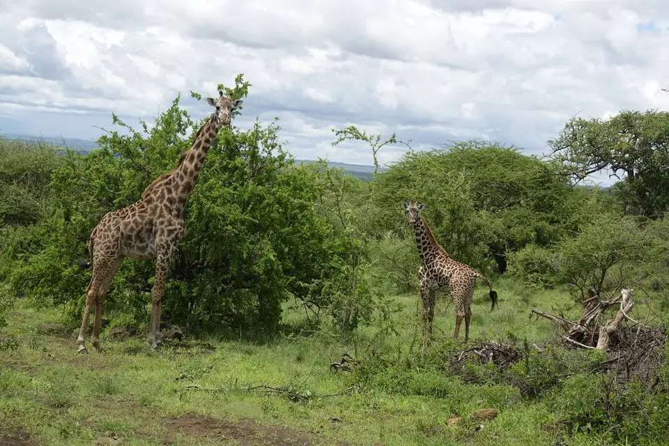 088Giraffen.JPG