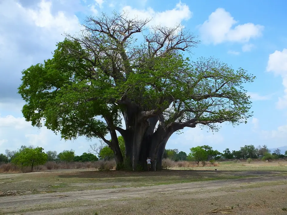 097Baobab.jpg