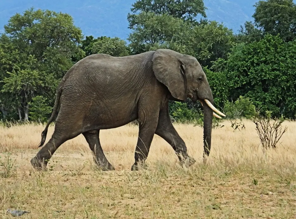 104Elefant.jpg