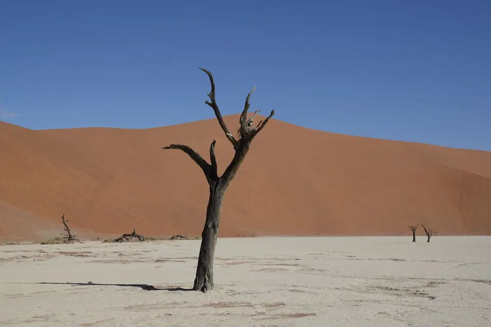 106NestimDeadvlei.jpg