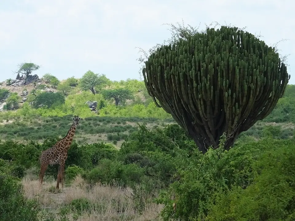 108RuahaNP_Giraffe_Euphobie.jpg