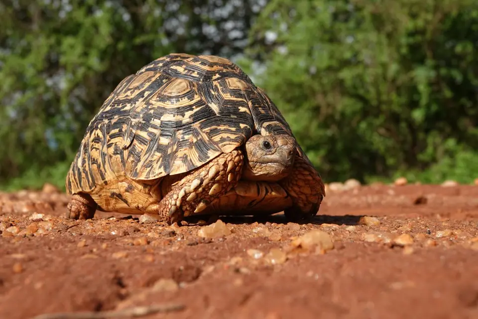 109Schildkröte.JPG