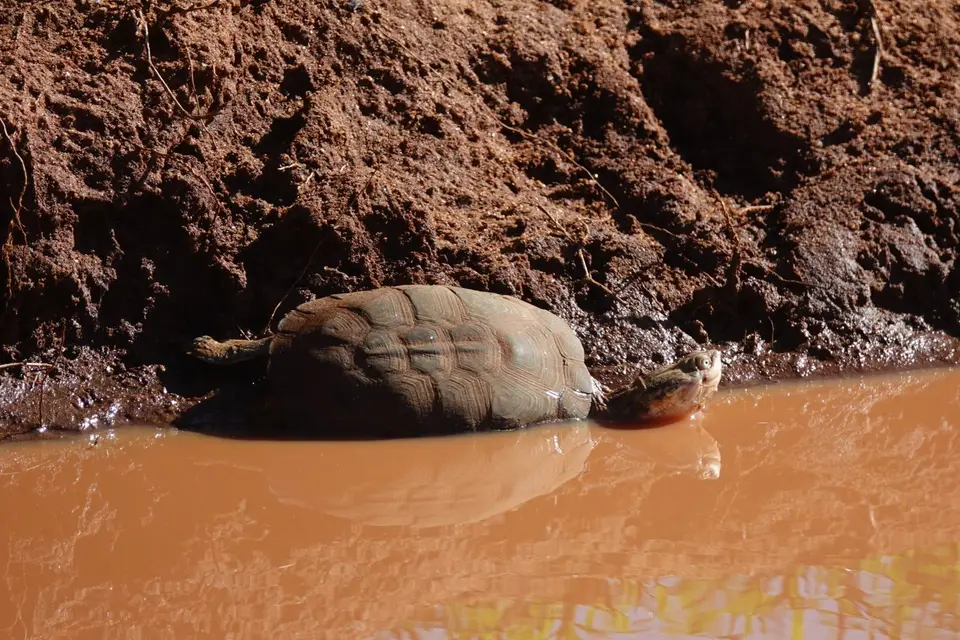 110Wasserschildkröte.JPG