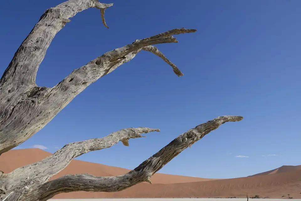112aDetailimDeadvlei3.jpg