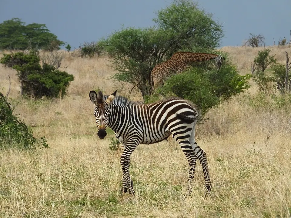 113Zebrafohlen.jpg