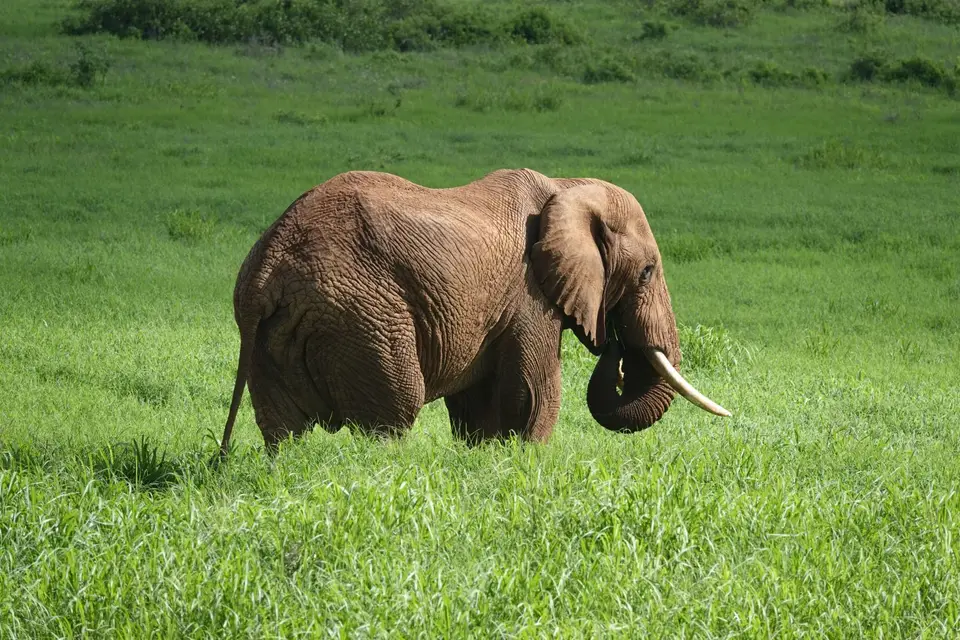 114Elefant.JPG