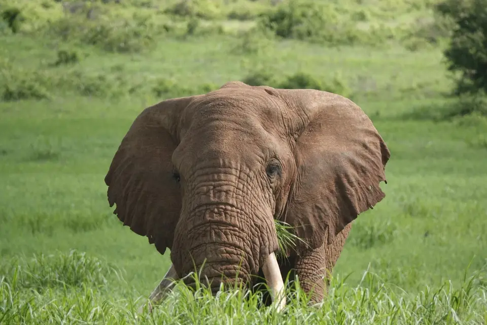 115Elefant.JPG
