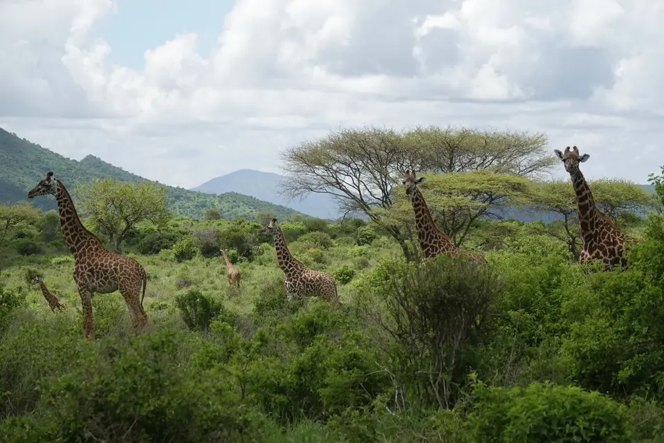 116Giraffen.JPG