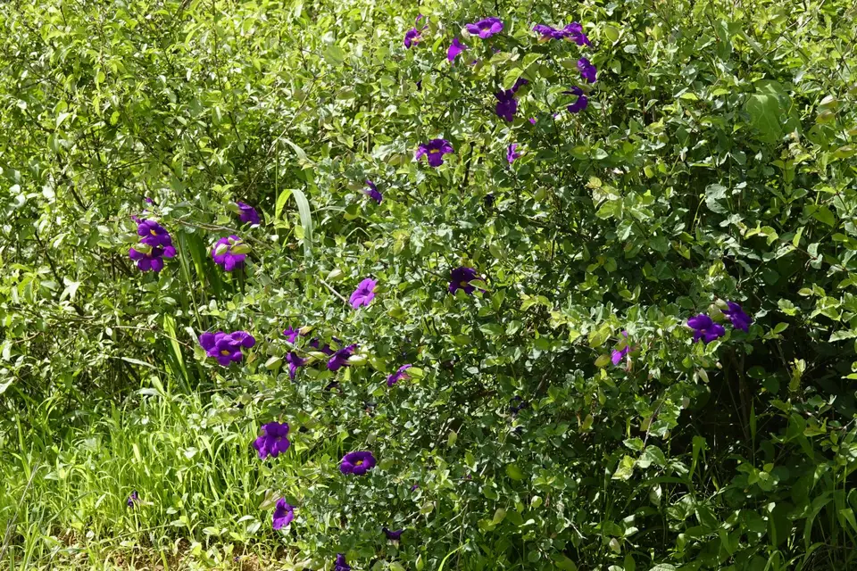119violetteBlüten.JPG